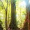 Forest Crest Nature Hotel and Resort Powered by ASTON - Nasugbu