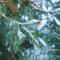 July Bamboo Hostel