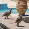 Country Hotel Velani
