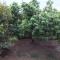 Juda Homestay