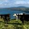 Apartment 263 - Clifden