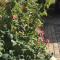 Rose Garden Studio