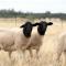 Gilgraves Vineyard Farmstay