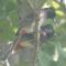 Dinesh Safari Homestay
