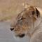 La Kruger Lifestyle Lodge - No Loadshedding - Marloth Park