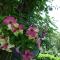 Le Relais des Malettes Chambres d'hôtes B&B - 弗朗舍维尔 Le Relais des Malettes Chambres d'hôtes B&B - 弗朗舍维尔