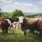 Oribi Gorge Guest Farm - Glendale