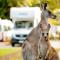 BIG4 Anglesea Holiday Park