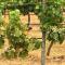 Tranquil Vale Vineyard