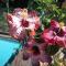 Cape Oasis Guesthouse