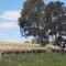 Wantana Cottage Farmstay - Boorowa