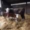 Peartree Farm