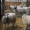 Peartree Farm
