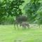 Parkmore Holiday Cottages