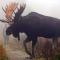 Le Ti Moose - Les Chalets Spa Canada - La Malbaie