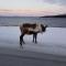 Senja arctic lodge