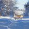 Lapland Snow Cabin