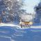 Lapland Snow Cabin - Masugnsbyn