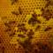 Sleeping with the bees Kozjak