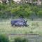 Mjejane Bush Camp by Dream Resorts
