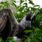 Yaku Amazon Lodge & Expeditions