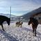 BUEHLERHOF Agriturismo, Obst-&Weingut, Urlaub mit Hund, Pferde, Bauernhof, Brixen