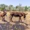 Can Pina - Eco Groc -