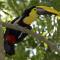 Toucan Villa Newer with WiFi & Pool - Digital Nomad Friendly - Manuel Antonio