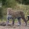 Talek Bush Camp , Masai Mara - Talek