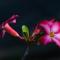 El Homestay Bali