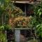Panji Panji Tropical Wooden Home