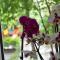 Apartament Orchidea Centrum