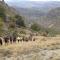 Casilla Dalea en Carcabuey, descubre el interior de Andalucia - Carcabuey