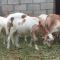 Revaloo farm (Family Only)