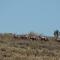 Savanna Guest Farm