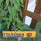 Long Life Campeche-Pousada