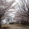 Kurasako Onsen Sakura