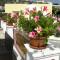 Hotel Borgo Eolie