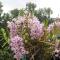 Les Agapanthes