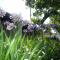 Les Agapanthes