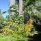 Les Agapanthes