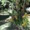Les Agapanthes