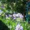 Les Agapanthes