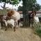 la ferme des 4 chenes