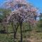 Chalet San Juanillo