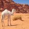 Foto: Wadi Rum Green Desert 9/37