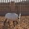 Foto: Arabian Oryx Camp 29/71