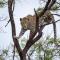 Nkomazi Game Reserve by NEWMARK - Badplaas