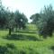 Piccolo Ulivo B&B Salento - 韦尔诺莱