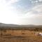 Olarro Plains - 马赛马拉
